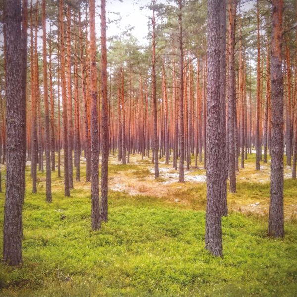 Krāsa-forma-kompozīcija