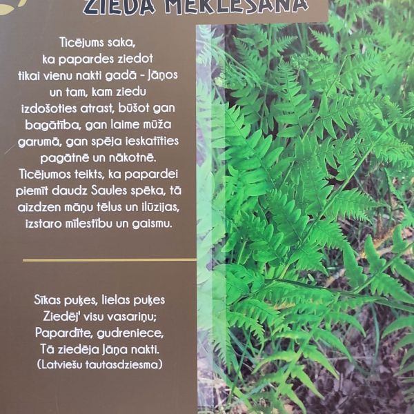 Jāņu un Līgo svētku tradīcijas