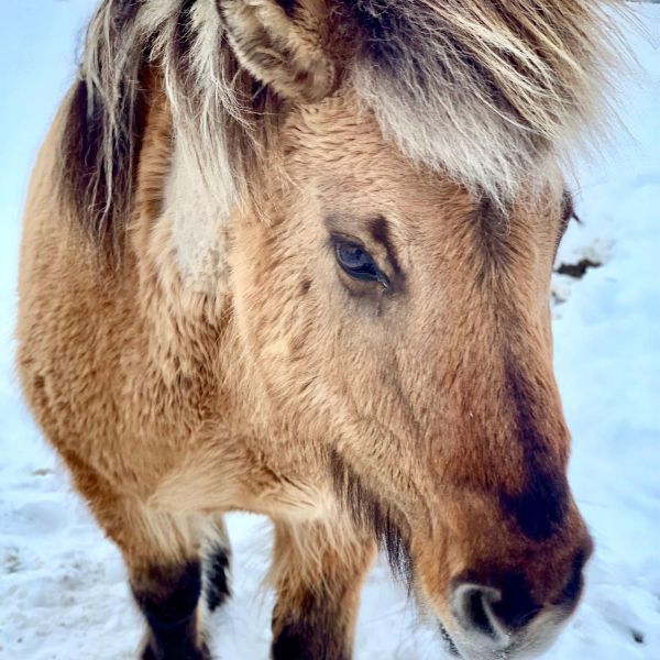 Itālijas vietā Islande