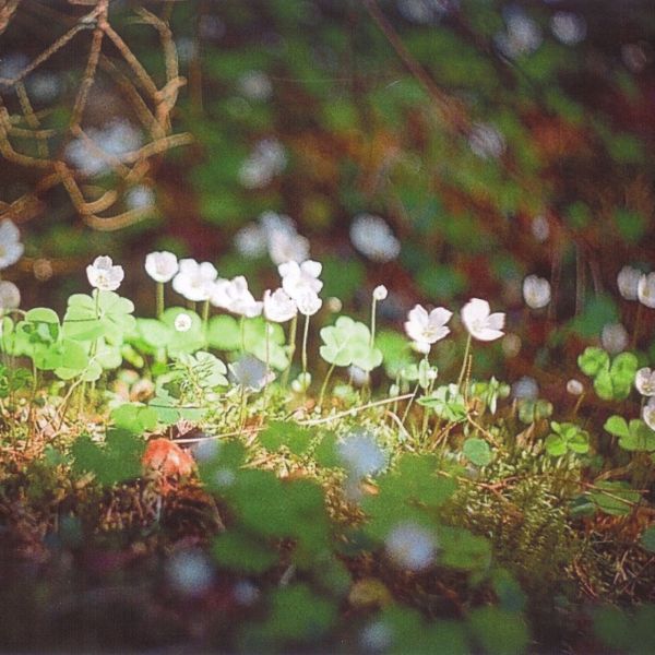 Krāsa-forma-kompozīcija