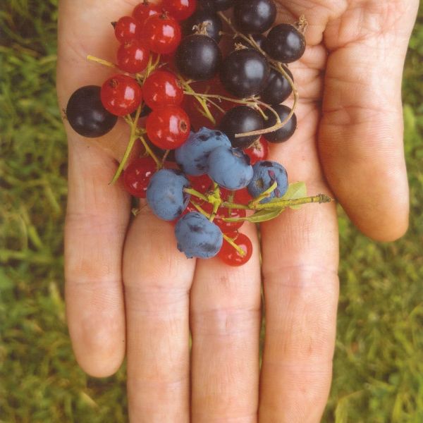 Krāsa-forma-kompozīcija